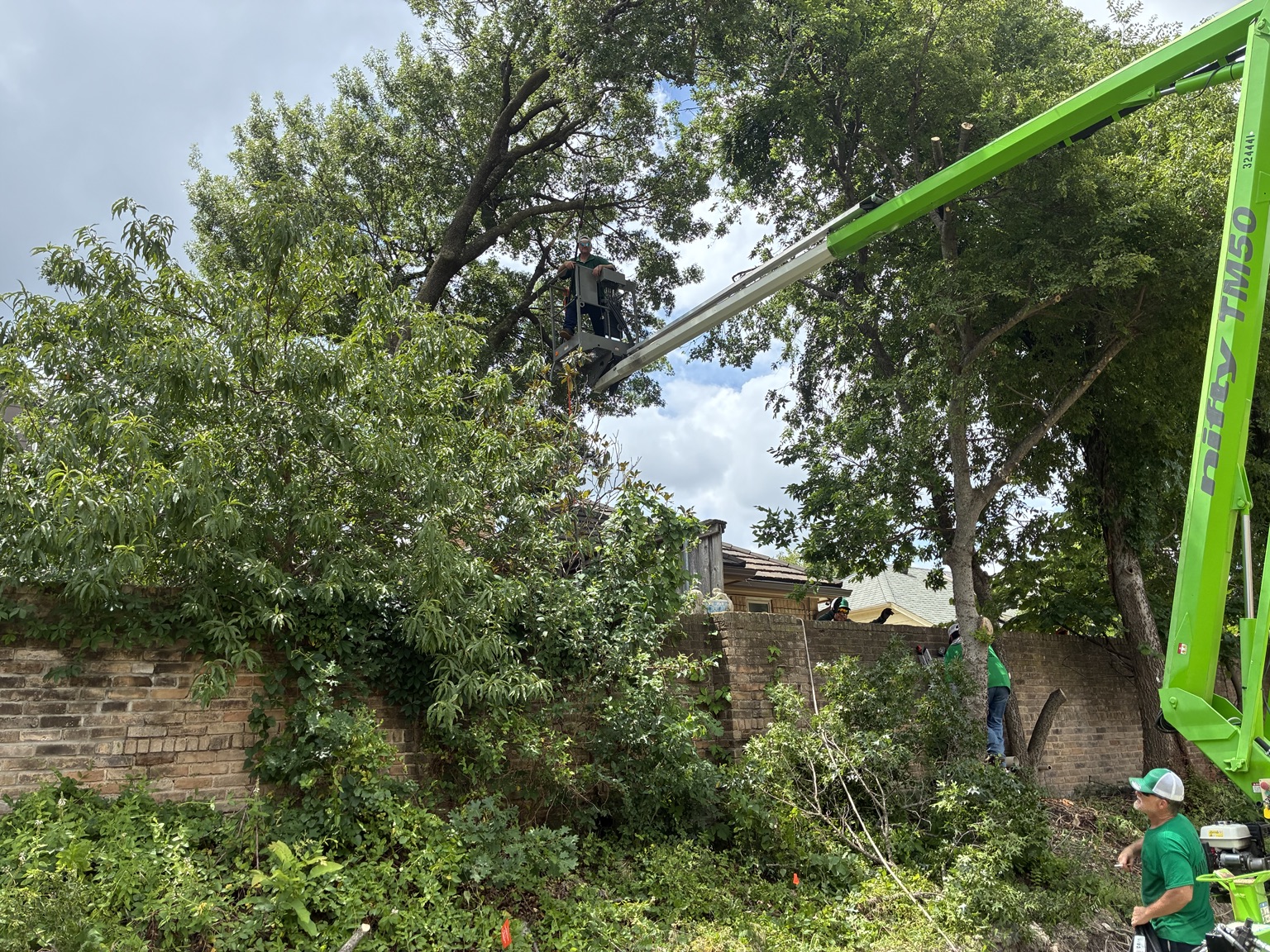 Hunters Tree Solutions crew working from a green Nifty TM50 lift over a brick wall in Dallas, TX