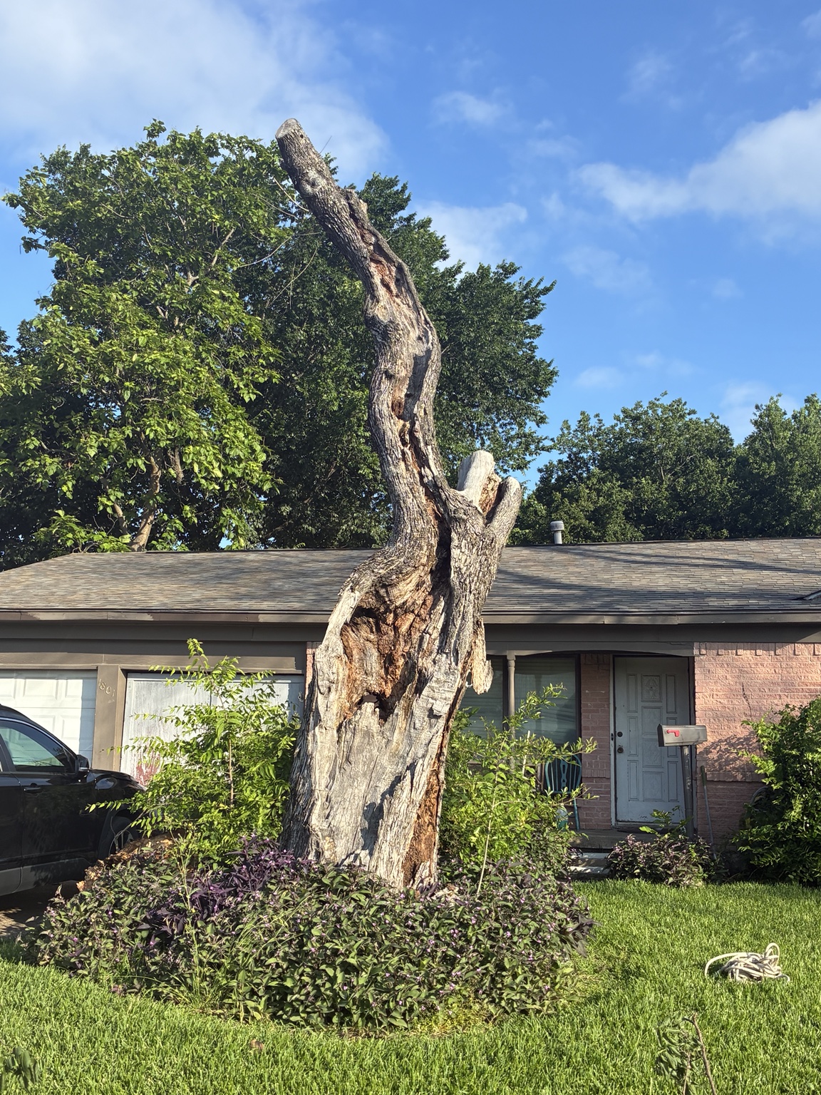 Tall dead trunk with visible rot standing in a Rockwall, TX yard