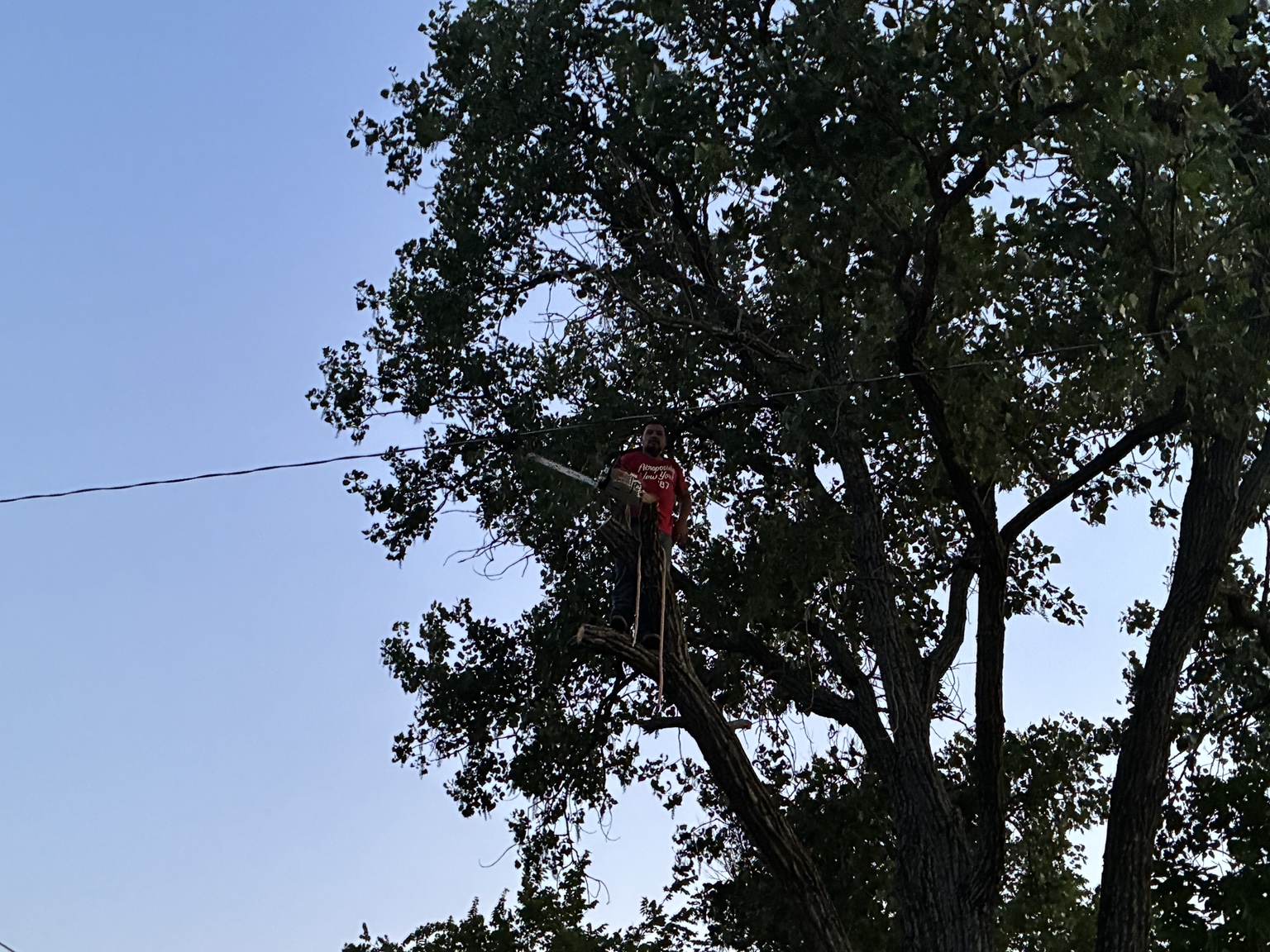 Tree climber with a chainsaw working deep inside a dense green canopy in Rockwall, TX