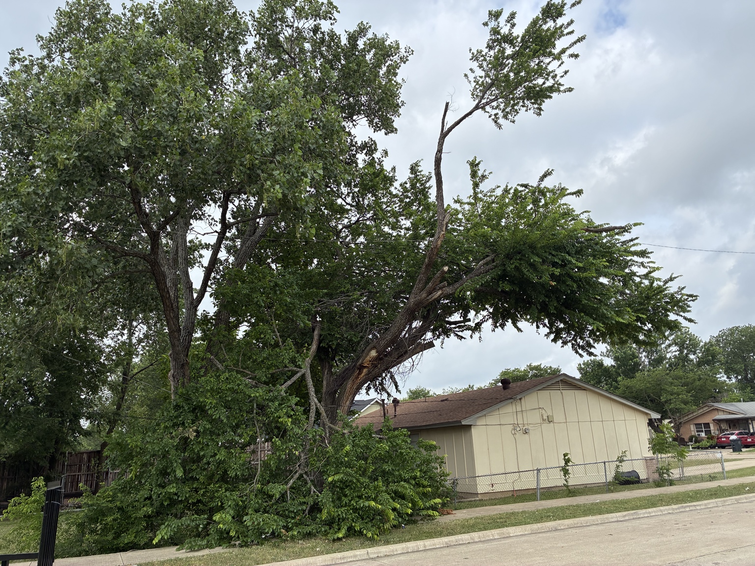 Storm-damaged tree with snapped limbs hanging over a house and power lines in Rowlett, TX