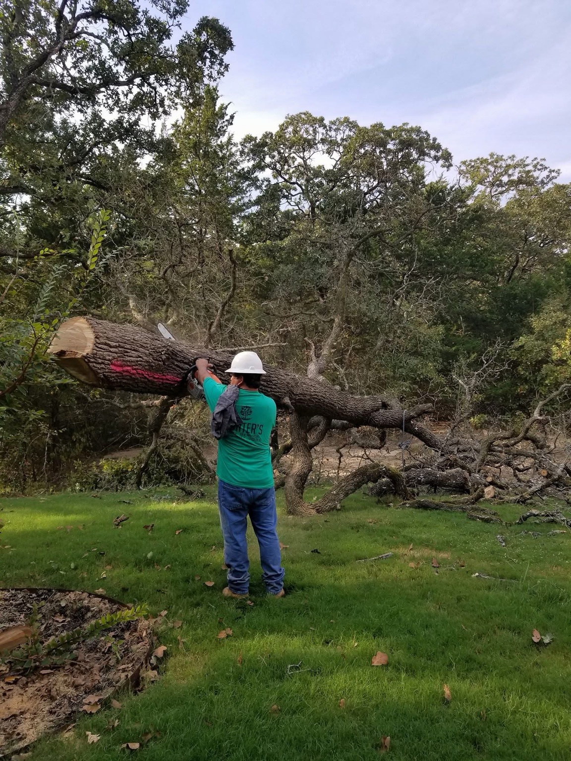 Hunters Tree Solutions crew member cutting up a large felled oak in Garland, TX