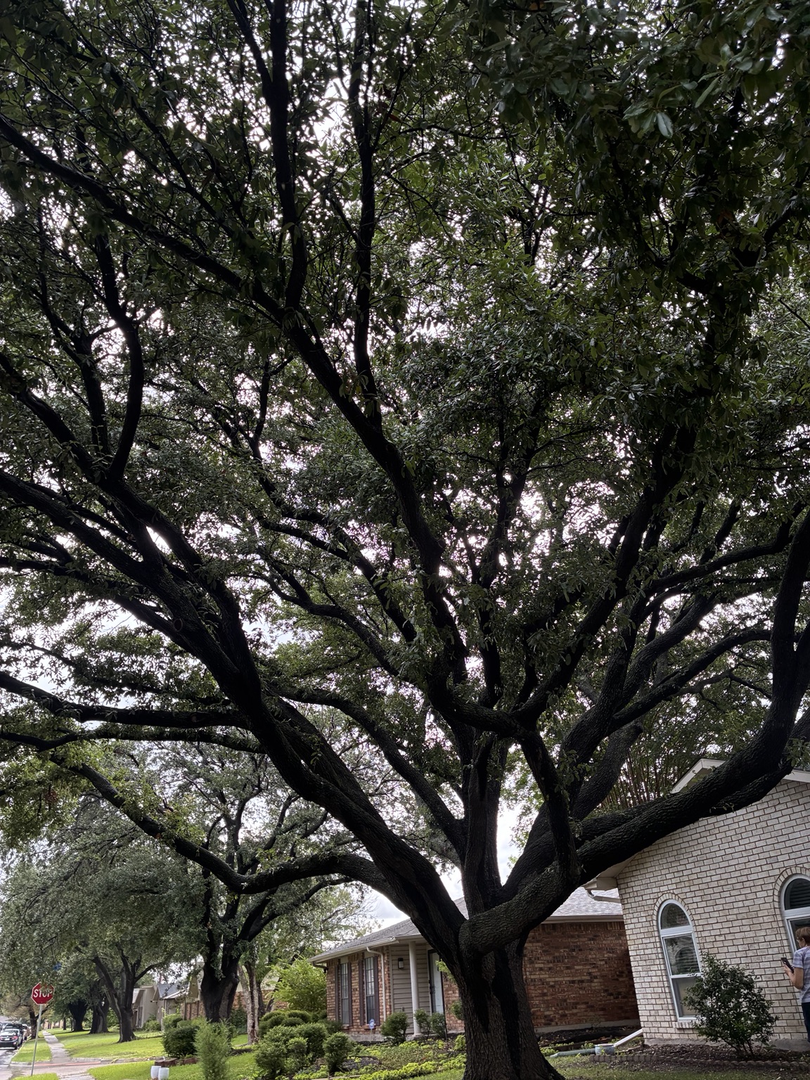Wide mature live oak canopy shading a Rockwall, TX neighborhood street