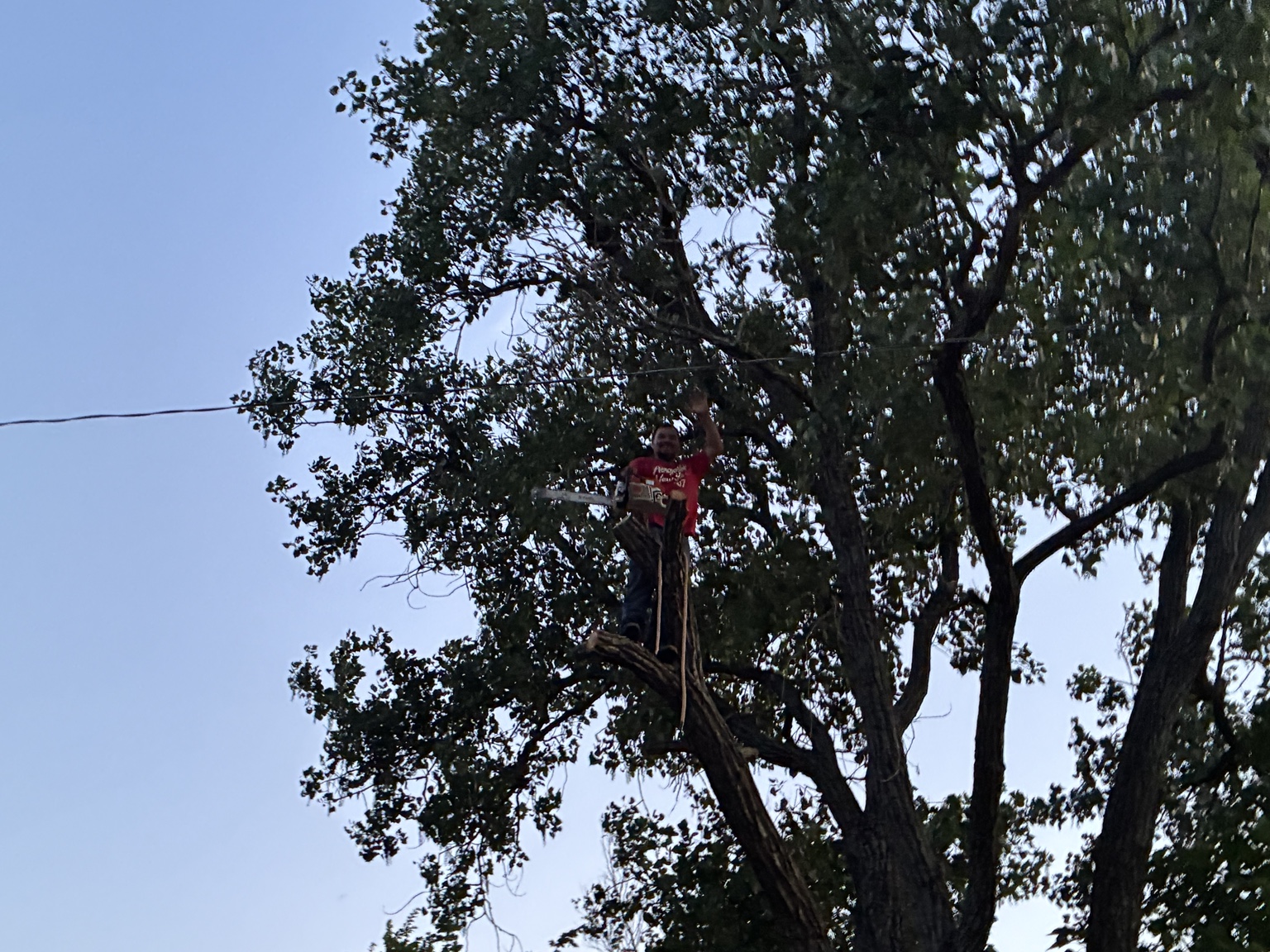 Hunters Tree Solutions climber waving from high in a leafy tree in Rowlett, TX