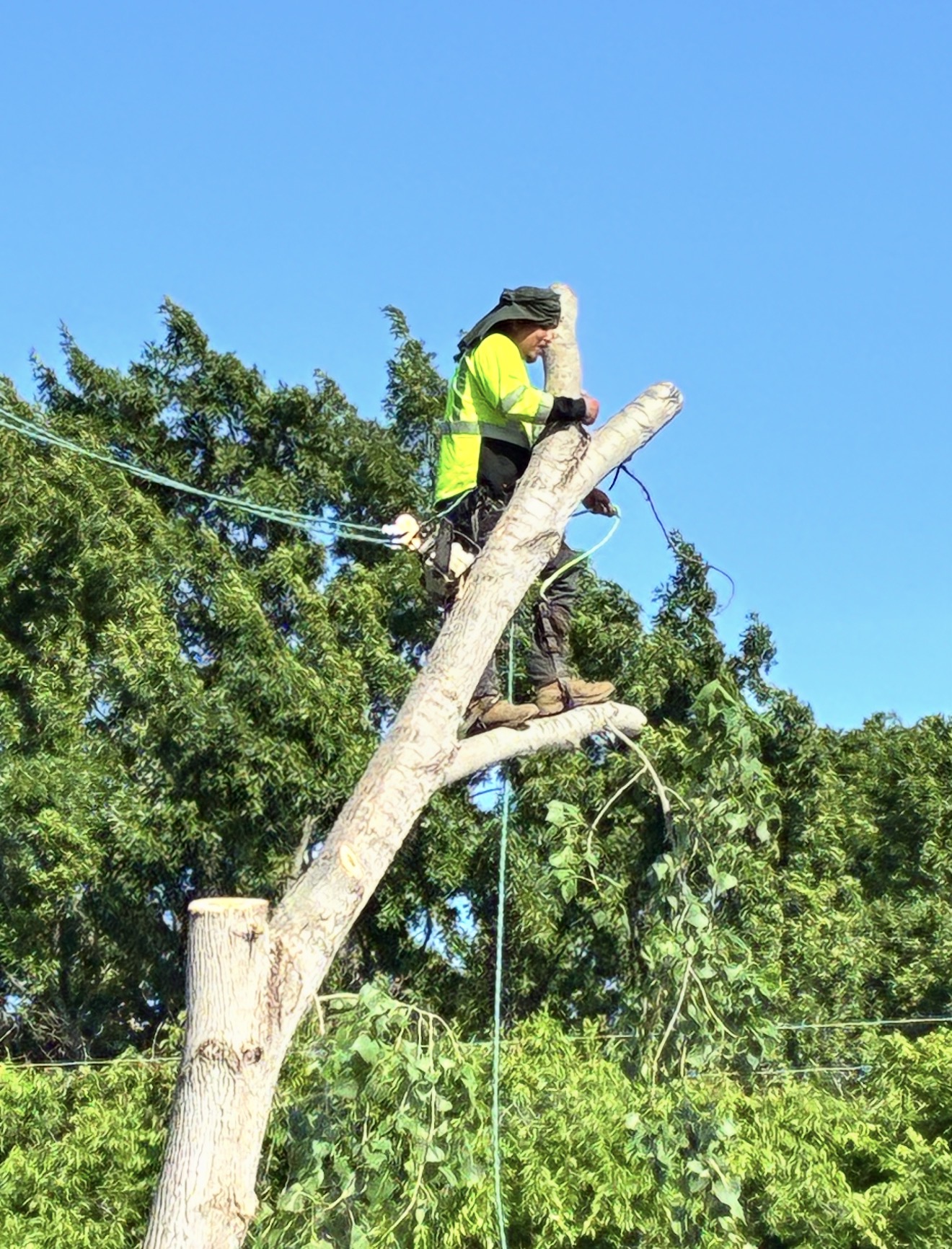 Climber near the top of a large tree preparing to cut a section of trunk in Dallas, TX