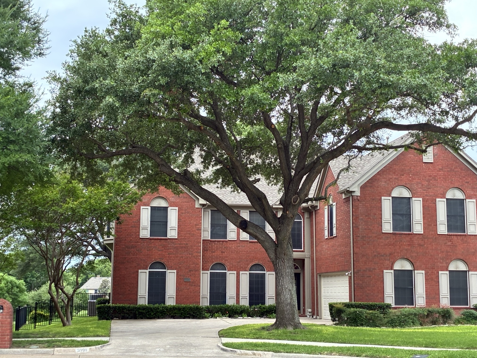 Beautifully shaped live oak tree in front of a brick home in Rowlett, TX after professional trimming