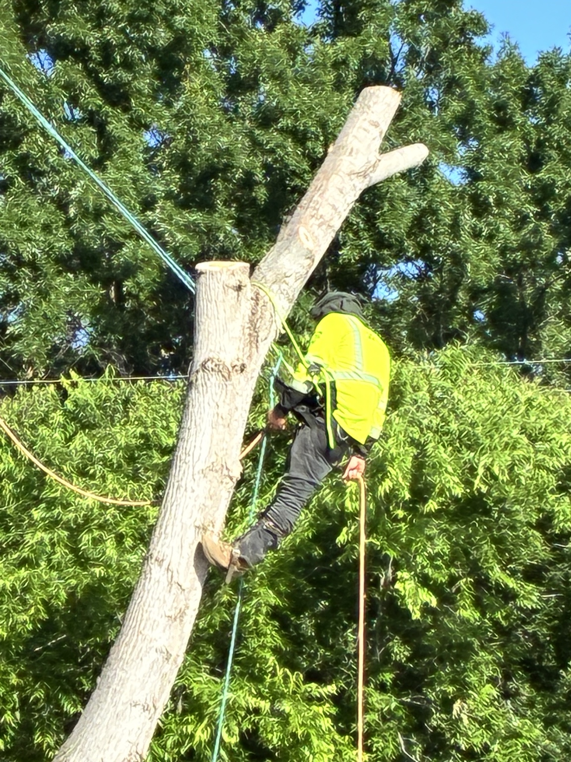Climber working a massive trunk against a blue sky in Rowlett, TX