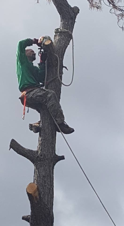 Climber running a chainsaw from a spar pole during a storm-damage removal in Garland, TX