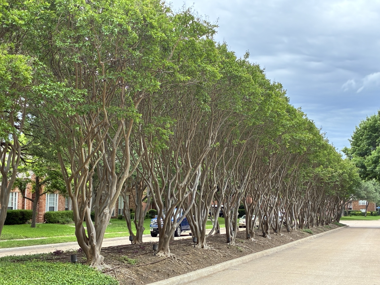 Row of crape myrtles cleanly pruned along a Rockwall, TX neighborhood drive