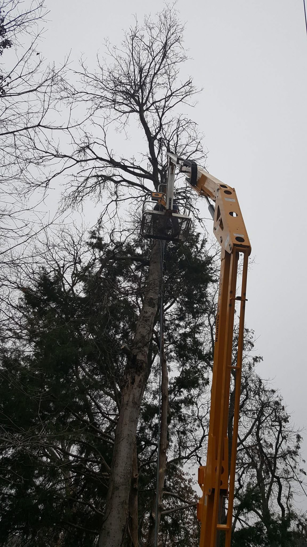Bucket truck extended into a dead tree canopy for removal in Rowlett, TX