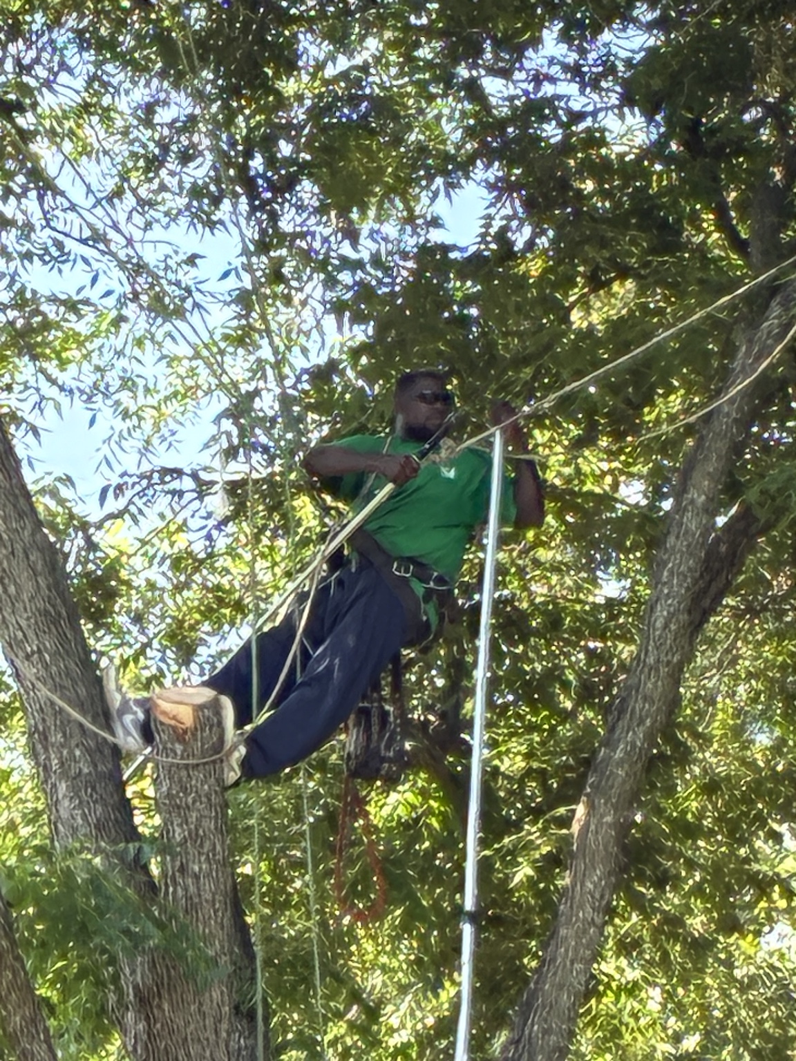 Hunters Tree Solutions climber roped between two limbs high in a Garland, TX canopy