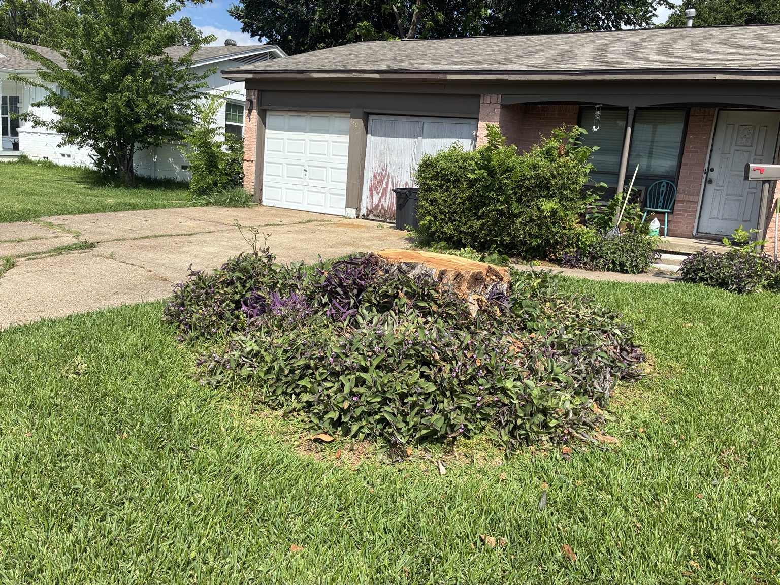 Freshly cut stump surrounded by purple groundcover after a removal in Dallas, TX