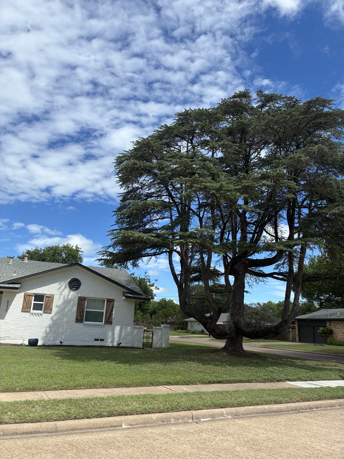 Large multi-trunk shade tree with wide spreading branches in a Dallas, TX front yard