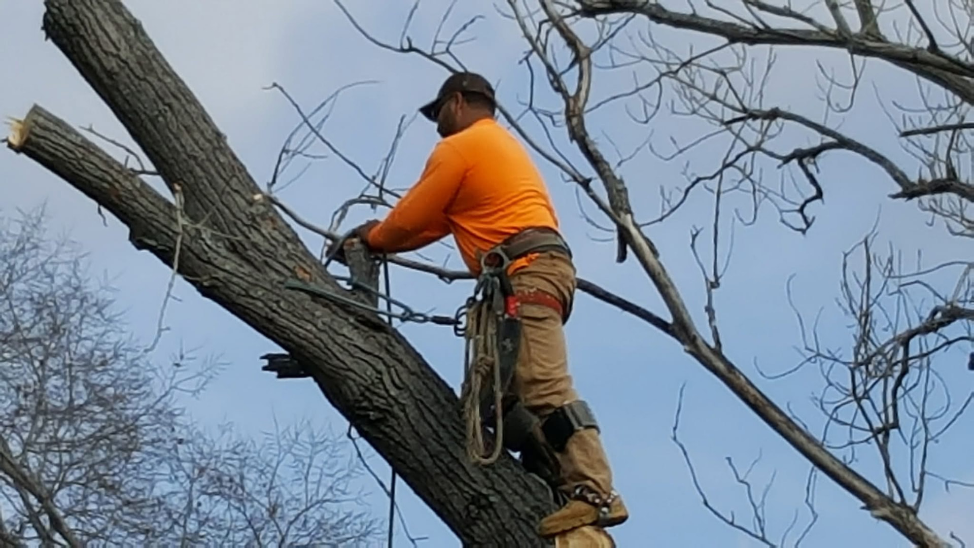 Certified tree climber tied in on a large limb in Dallas, TX