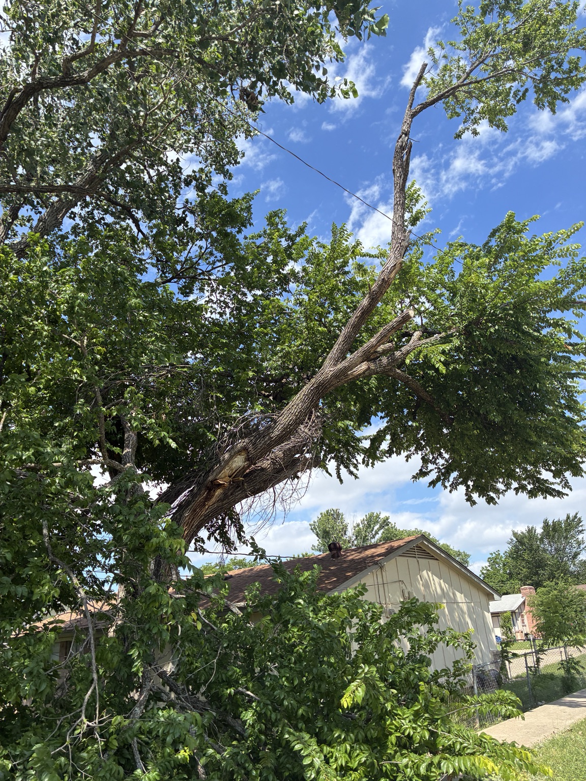Storm-damaged trunk split wide open with broken branches in Rowlett, TX