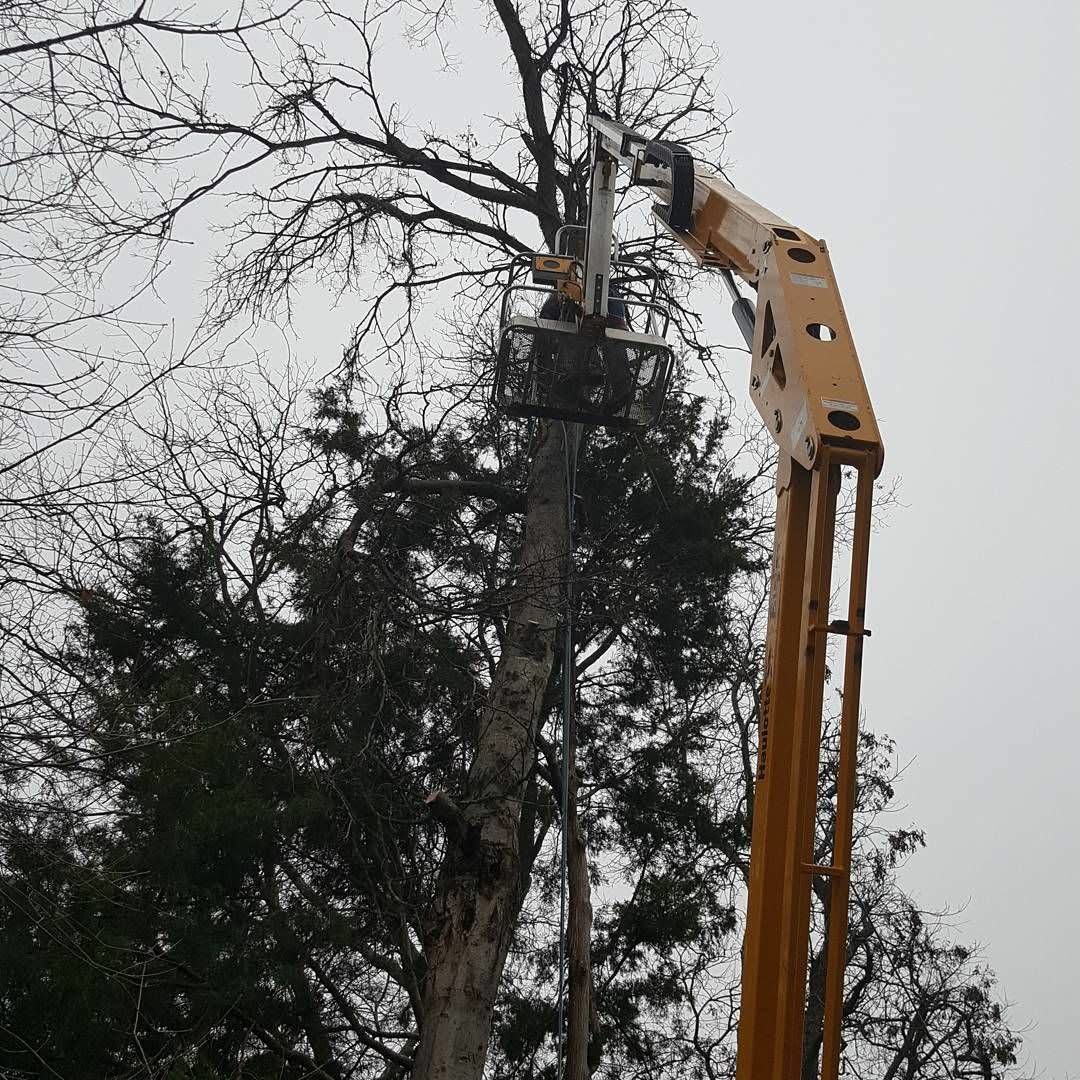 Bucket truck working a dead tree on an overcast day in Dallas, TX